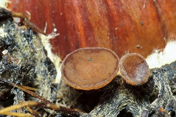 Cup Fungus (Rutstroemia echinophila) fruiting bodies, growing on husk of fallen Sweet Chestnut (Castanea sativa) fruit