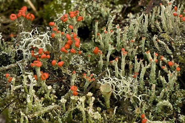 Cup Lichen (Cladonia diversa) fruiting bodies, growing with other lichen species on heathland