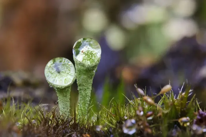 Framed Print : Cup Lichen (Cladonia pyxidata) fruiting bodies, with raindrops resting in cups and lensing interior, Clumber Park