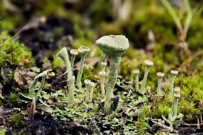 Framed Print : Cup Lichen (Cladonia pyxidata) fruiting bodies, growing on heathland, Bostall Heath, Royal Borough of Greenwich Framed Print : Cup Lichen (Cladonia pyxidata) fruiting bodies, growing on heathland, Bostall Heath, Royal Borough of Greenwich