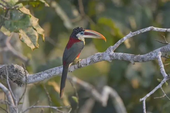 Framed Print : Curl-crested Aracari (Pteroglossus beauharnaesii) adult, perched on branch in rainforest, Peruvian Amazon Basin, Peru Framed Print : Curl-crested Aracari (Pteroglossus beauharnaesii) adult, perched on branch in rainforest, Peruvian Amazon Basin, Peru