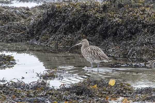 Curlew feeding at low tide amongst the exposed sea weed