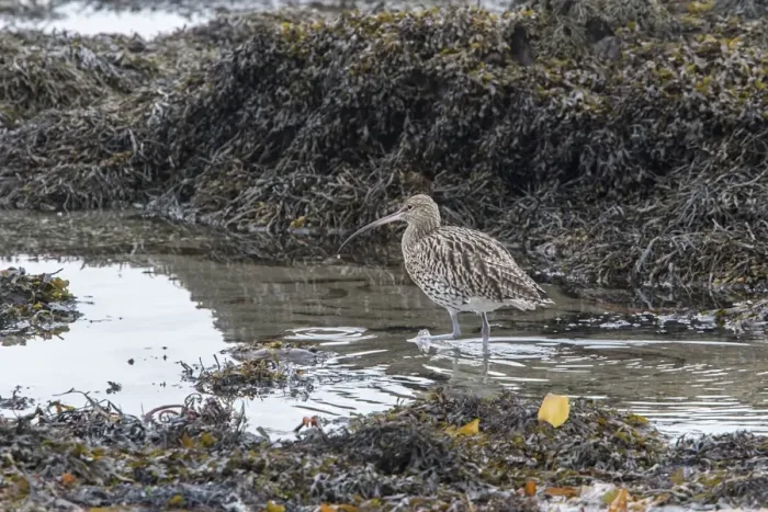 Framed Print : Curlew feeding at low tide amongst the exposed sea weed Framed Print : Curlew feeding at low tide amongst the exposed sea weed