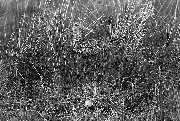 Curlew at nest, Doldowlod Wales. Taken by Eric Hosking in 1954