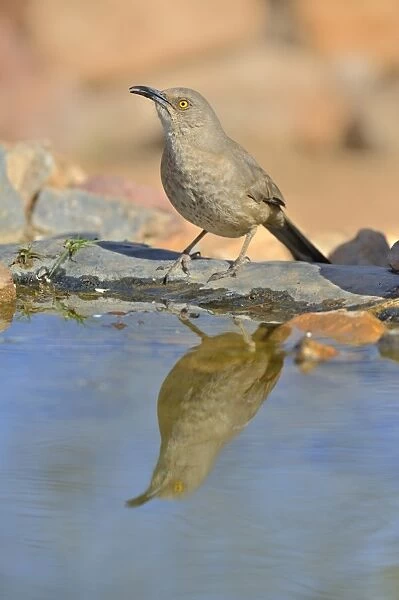 Curve-billed Thrasher (Toxostoma curvirostre) adult, drinking, standing at edge of pool with reflection, Amado