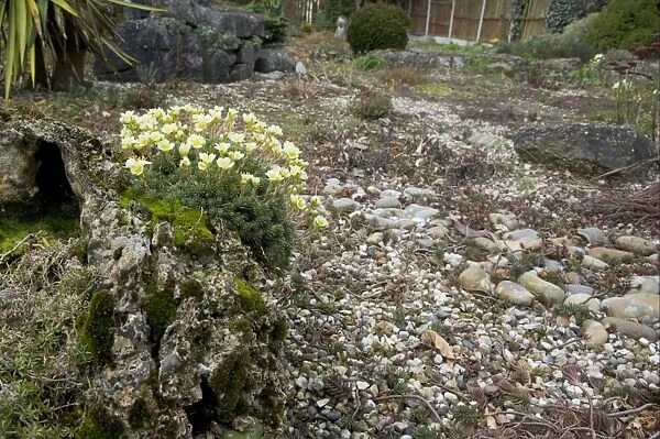 Cushion Saxifrage (Saxifraga x apiculata) flowering, growing on tufa rock in gravel garden, Essex, England, march