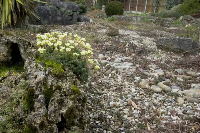 Framed Print : Cushion Saxifrage (Saxifraga x apiculata) flowering, growing on tufa rock in gravel garden, Essex, England, march Framed Print : Cushion Saxifrage (Saxifraga x apiculata) flowering, growing on tufa rock in gravel garden, Essex, England, march