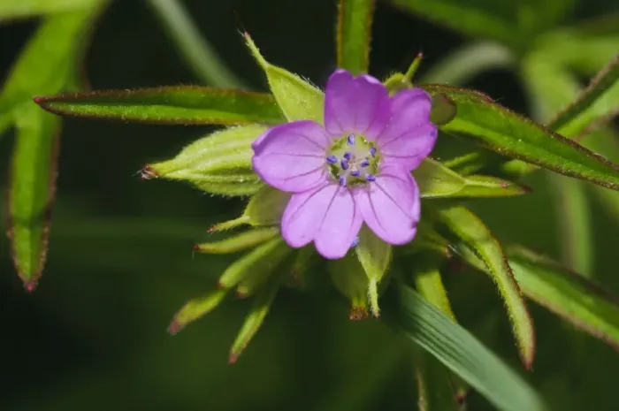 Framed Print : Cut-leaved Cranesbill (Geranium dissectum) close-up of flower, Elmley Marshes N. N. R Framed Print : Cut-leaved Cranesbill (Geranium dissectum) close-up of flower, Elmley Marshes N. N. R