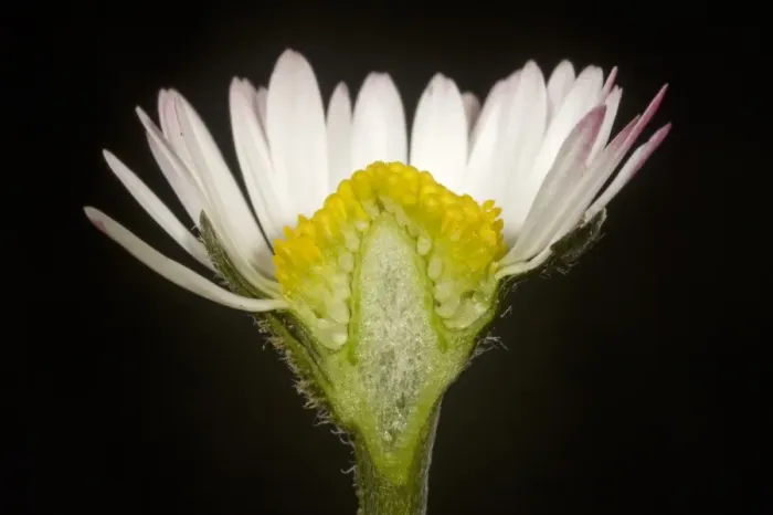 Framed Print : Cut section of a daisy, Bellis perennis, showing ray and disc florets of a Compositae flower Framed Print : Cut section of a daisy, Bellis perennis, showing ray and disc florets of a Compositae flower