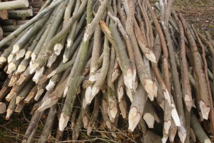 Framed Print : Cut stems made into stakes, in coppice woodland, Ox Close Wood, Wetherby, West Yorkshire, England, March Framed Print : Cut stems made into stakes, in coppice woodland, Ox Close Wood, Wetherby, West Yorkshire, England, March