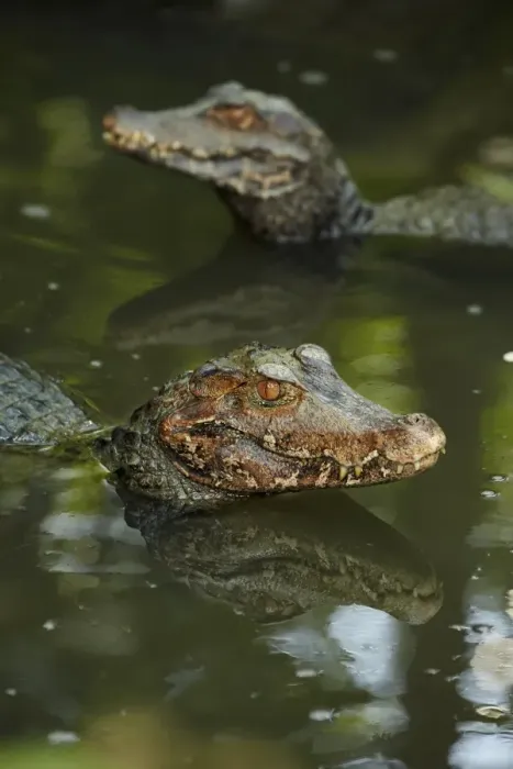 Framed Print : Cuviers Dwarf Caiman (Paleosuchus palpebrosus) two adults, resting in shallow water, Singapore Zoo
