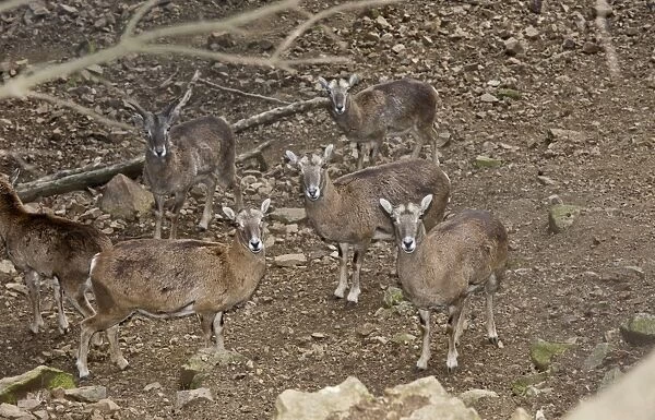 Cyprus Mouflon (Ovis musimon ophion) adult females and immature male, standing, Cyprus, March
