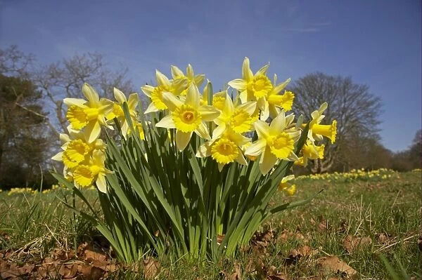 Daffodil (Narcissus pseudonarcissus) flowering, growing in meadow, Essex, England