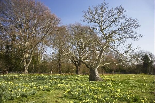 Daffodil (Narcissus pseudonarcissus) flowering, mass growing in meadow habitat with bare trees, Warley Place, Great Warley, Essex, England
