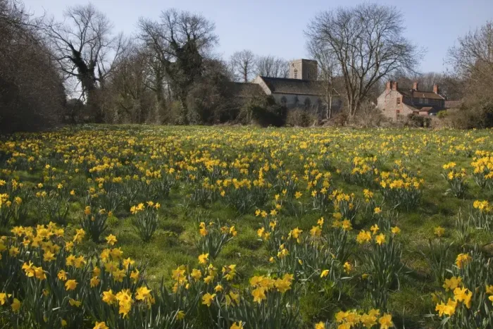 Framed Print : Daffodil (Narcissus pseudonarcissus) flowering mass, growing in grassland habitat, with village church in background