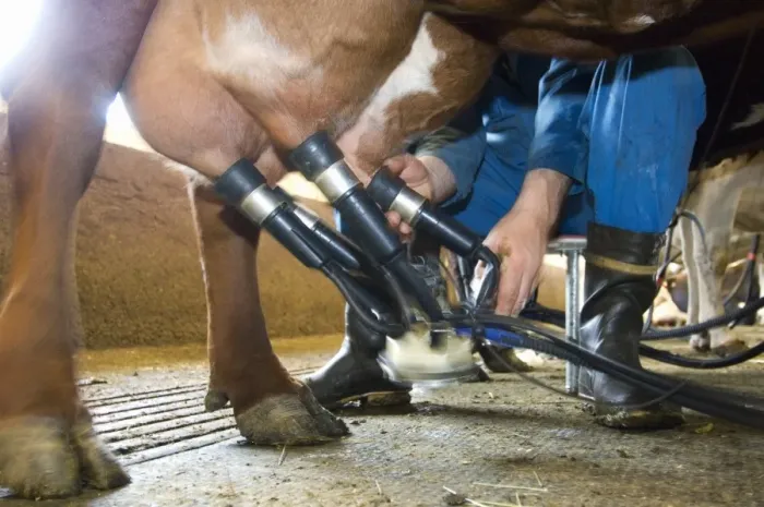 Framed Print : Dairy farmer attaching cluster unit to udder of dairy cow, in milking parlour, Sweden Framed Print : Dairy farmer attaching cluster unit to udder of dairy cow, in milking parlour, Sweden