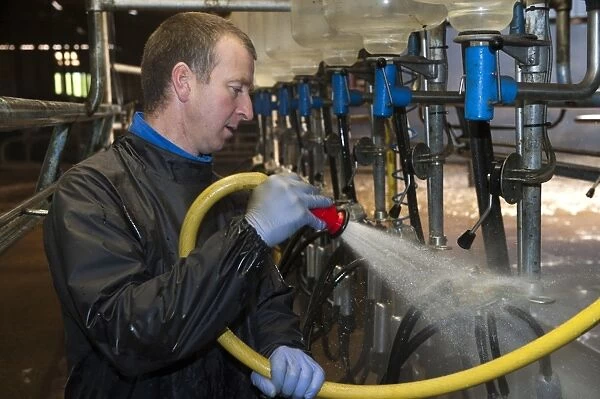 Dairy farmer cleaning out milking parlour with hose after milking, England, november
