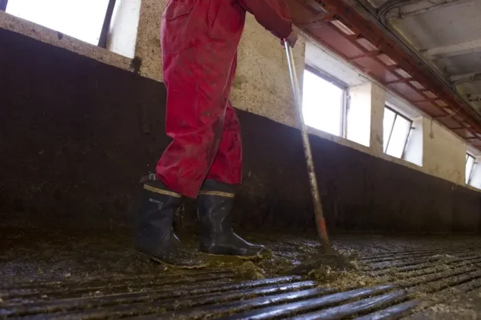 Framed Print : Dairy farmer cleaning milking parlour with scrapper after morning milking, Tierp, Sweden, july Framed Print : Dairy farmer cleaning milking parlour with scrapper after morning milking, Tierp, Sweden, july