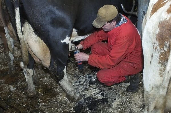 Dairy farmer clipping hair from coat of dairy cow, Sweden
