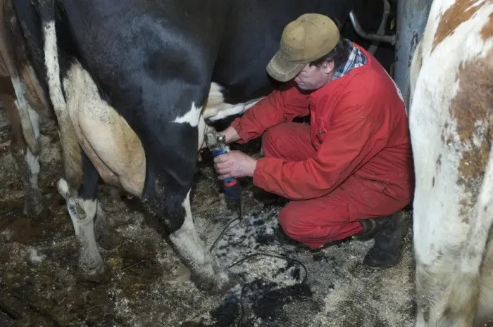 Framed Print : Dairy farmer clipping hair from coat of dairy cow, Sweden Framed Print : Dairy farmer clipping hair from coat of dairy cow, Sweden