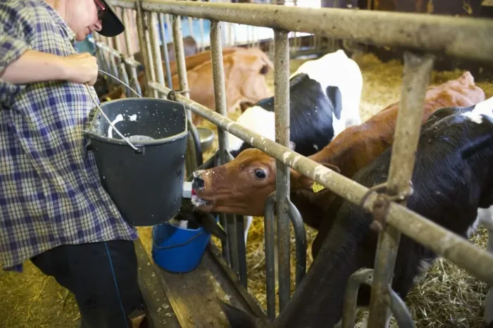 Framed Print : Dairy farmer feeding dairy calves milk from bucket, housed indoors, Sweden, july Framed Print : Dairy farmer feeding dairy calves milk from bucket, housed indoors, Sweden, july
