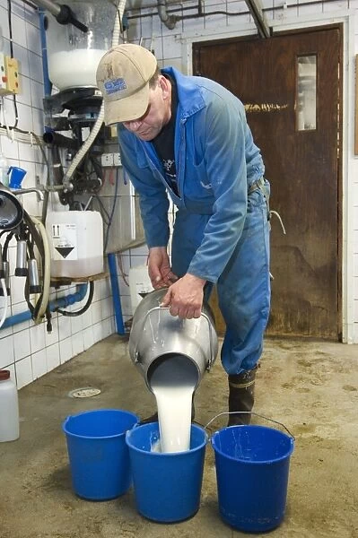Dairy farmer pouring milk into bucket, in milking parlour, Sweden