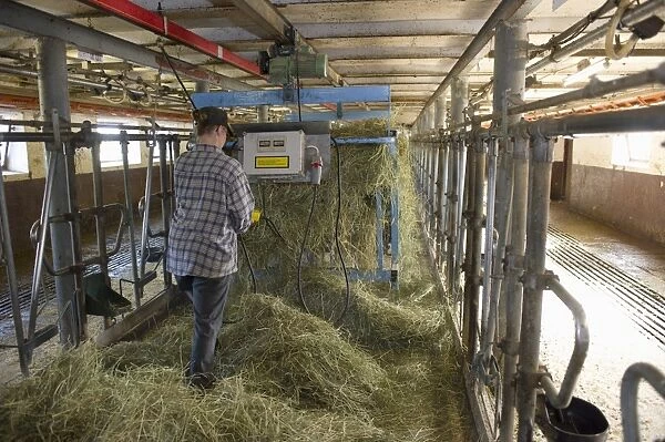Dairy farmer spreading out silage in milking parlour, to feed cows at next milking, Sweden, july