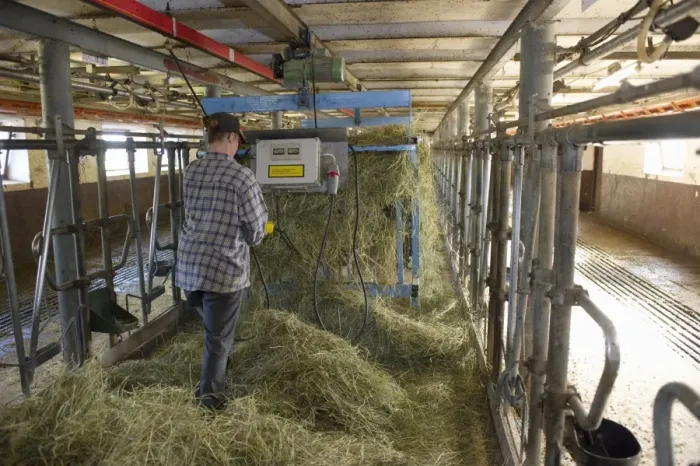Framed Print : Dairy farmer spreading out silage in milking parlour, to feed cows at next milking, Sweden, july Framed Print : Dairy farmer spreading out silage in milking parlour, to feed cows at next milking, Sweden, july