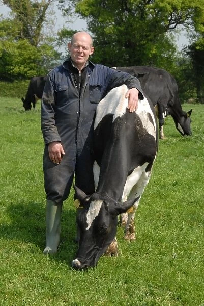Dairy farmer Steve Hook with Friesian cows in herd on organic dairy farm, featured in The Moo Man documentary film