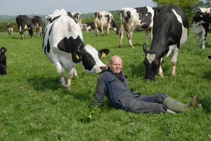 Framed Print : Dairy farmer Steve Hook with Friesian cows in herd on organic dairy farm, featured in The Moo Man documentary film Framed Print : Dairy farmer Steve Hook with Friesian cows in herd on organic dairy farm, featured in The Moo Man documentary film
