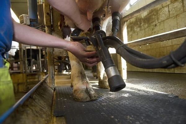 Dairy farmer working in milking parlour, attaching cluster unit to udder of dairy cow, Sweden, june
