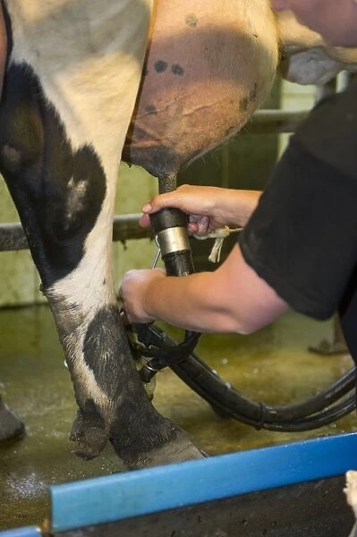 Dairy farmer working in milking parlour, attaching cluster unit to udder of dairy cow, Sweden, june