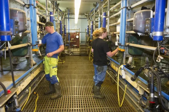 Framed Print : Dairy farmers working in milking parlour, milking cows, Sweden, june Framed Print : Dairy farmers working in milking parlour, milking cows, Sweden, june