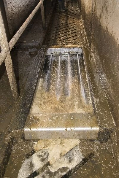 Dairy farming, automatic washing and filling formaldehyde footbath used after milking dairy cows in Alpha Laval 50