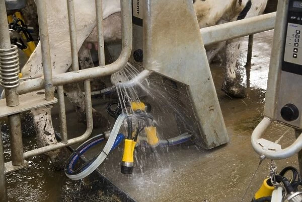 Dairy farming, automatic washing of milking clusters before milking Holstein dairy cows in Alpha Laval 50 point rotary