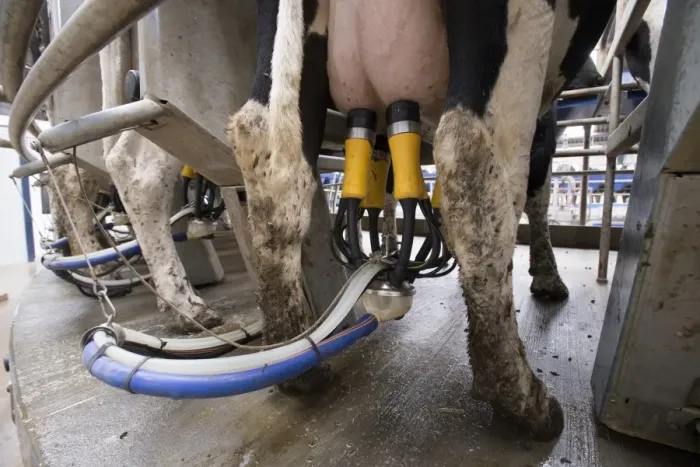 Framed Print : Dairy farming, close-up of milking cluster, Holstein dairy cows being milked in Alpha Laval 50 point rotary parlour Framed Print : Dairy farming, close-up of milking cluster, Holstein dairy cows being milked in Alpha Laval 50 point rotary parlour