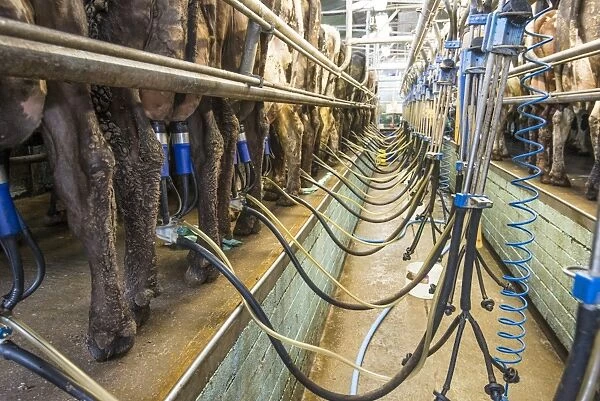 Dairy farming, cows being milked in milking parlour, Shropshire, England, April