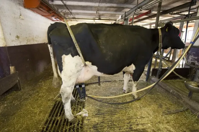 Framed Print : Dairy farming, dairy cow, with bow to prevent kicking, being milked in milking parlour, Sweden, july