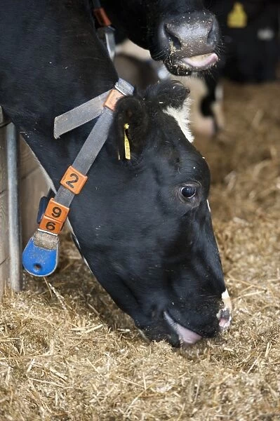 Dairy farming, dairy cow, with radio identification collar, feeding on mixed silage ration through feed barrier