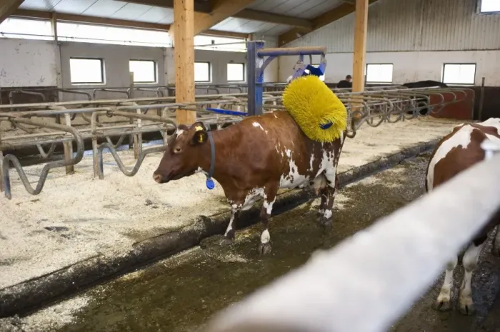 Framed Print : Dairy farming, dairy cow using cow brush in cubicle house on organic dairy farm, Sweden, august Framed Print : Dairy farming, dairy cow using cow brush in cubicle house on organic dairy farm, Sweden, august