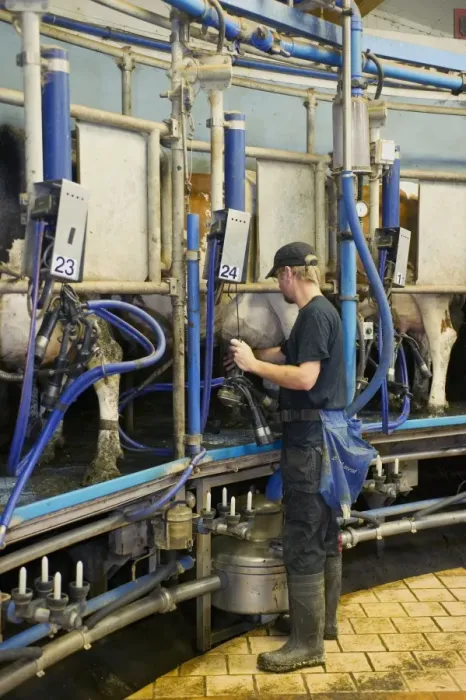 Framed Print : Dairy farming, dairy cows, with dairyman in rotary milking parlour on organic farm, Sweden, august Framed Print : Dairy farming, dairy cows, with dairyman in rotary milking parlour on organic farm, Sweden, august