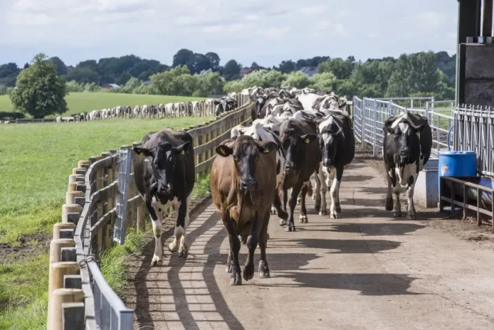 Framed Print : Dairy farming, dairy cows, herd coming in for milking down cow track, Cheshire, England, August Framed Print : Dairy farming, dairy cows, herd coming in for milking down cow track, Cheshire, England, August