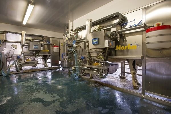 Dairy farming, dairy cows being milked in Fullwood Merlin robotic milking parlour, Lancashire, England, May