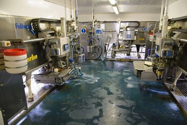 Dairy farming, dairy cows being milked in Fullwood Merlin robotic milking parlour, Lancashire, England, May
