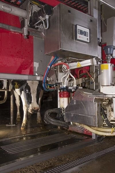 Dairy farming, dairy cows being milked in Lely Astronaut robotic milking machine, Lancashire, England, November
