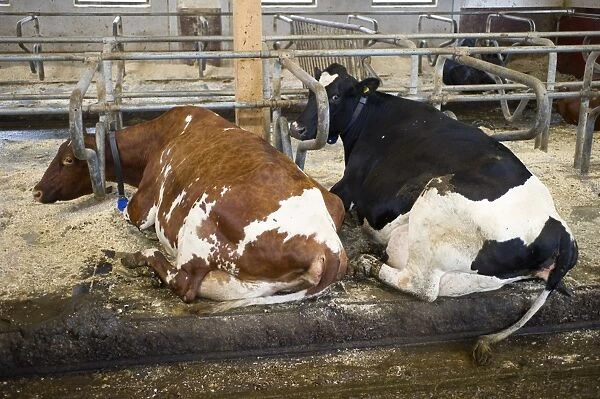 Dairy farming, dairy cows, resting in cubicle house on organic farm, Sweden, august
