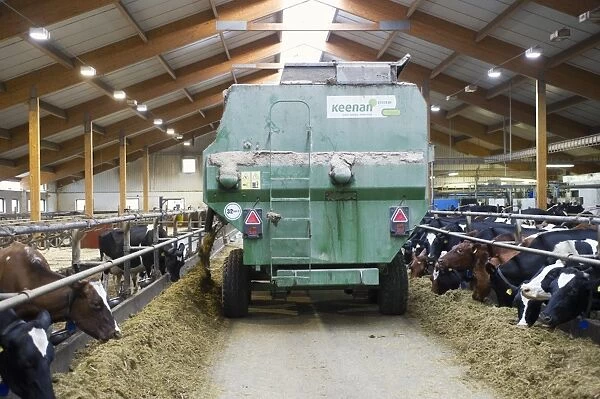 Dairy farming, dairy herd, cows feeding on silage, unloaded from tractor with Keenan mixer feeder wagon