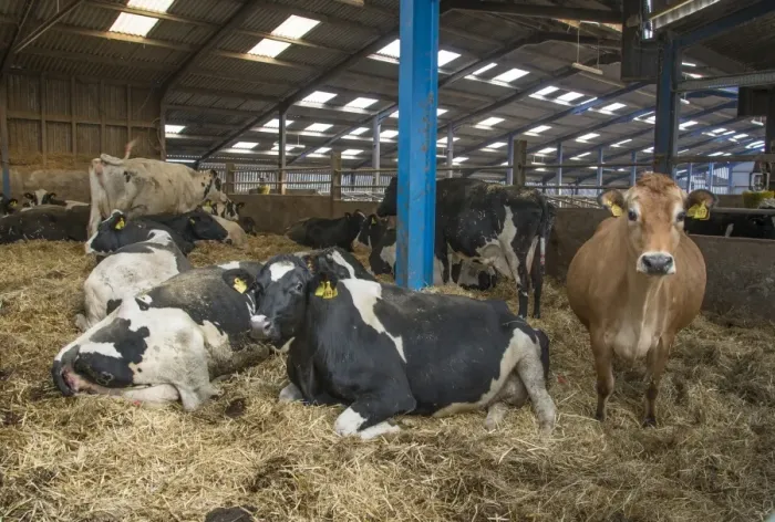 Framed Print : Dairy farming, dry Jersey and Holstein cows in straw calving yard, Lancashire, England, April Framed Print : Dairy farming, dry Jersey and Holstein cows in straw calving yard, Lancashire, England, April