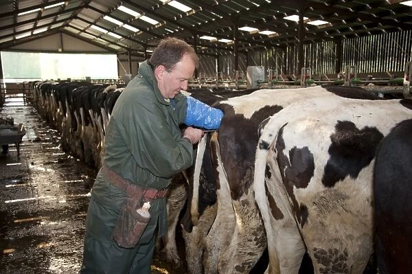 Dairy farming, farmer artificially inseminating dairy heifers with sexed semen, Scotland, april