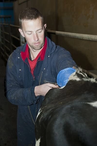 Dairy farming, farmer artificially inseminating dairy cow, England, November